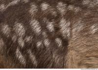 animal skin doe fur 0012